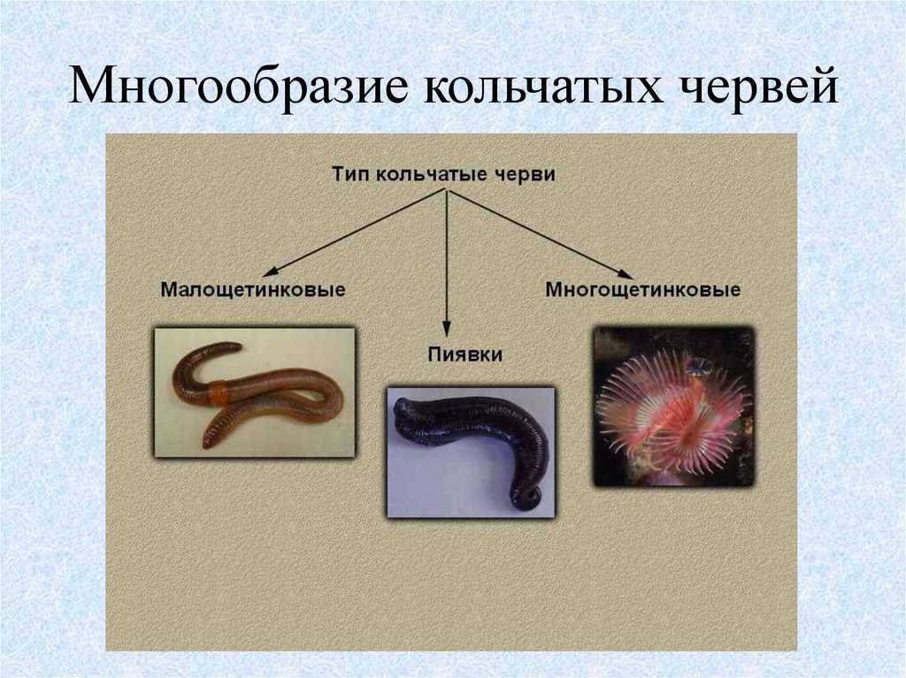Лекция 5. тип кольчатые черви (annelida)