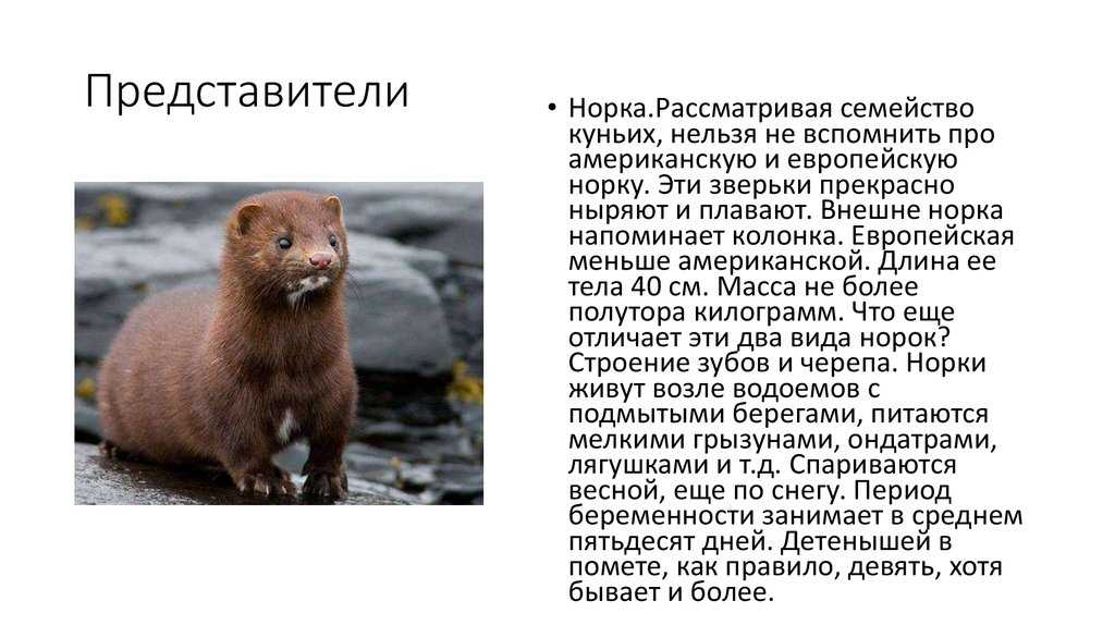 Зоография
