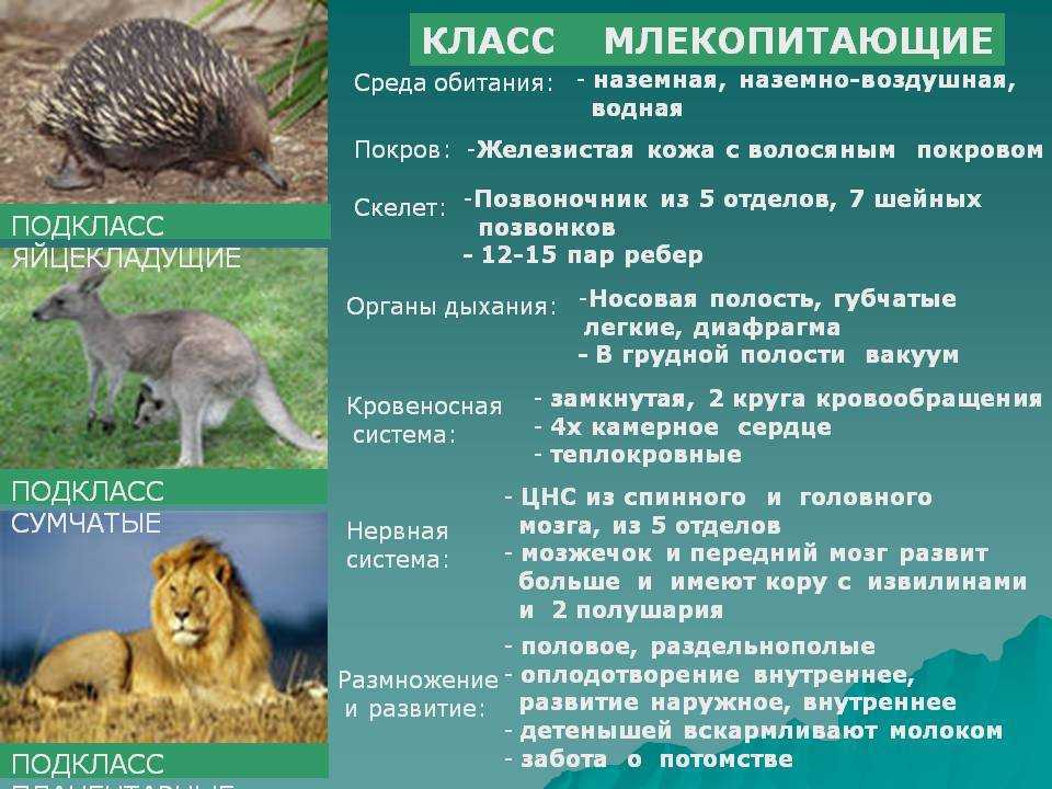 Определение токов фуко — применение, польза и вред