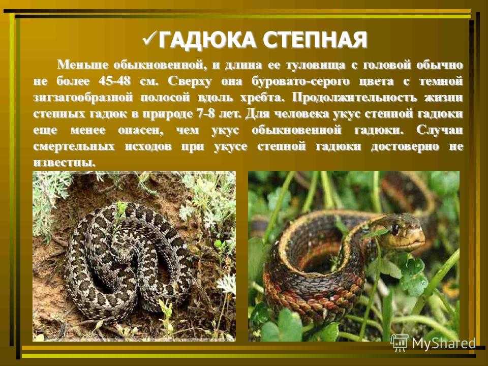 Змеи россии список фото и описание