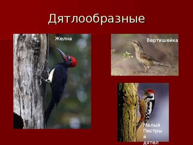 Дятлообразные (piciformes) / отряды / птицы россии