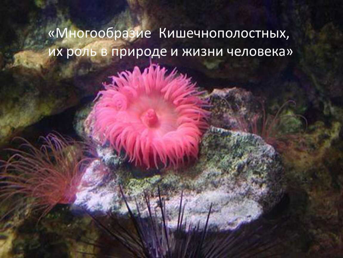 Кишечнополостные животные – ядовитые представители типа. стрекательные клетки