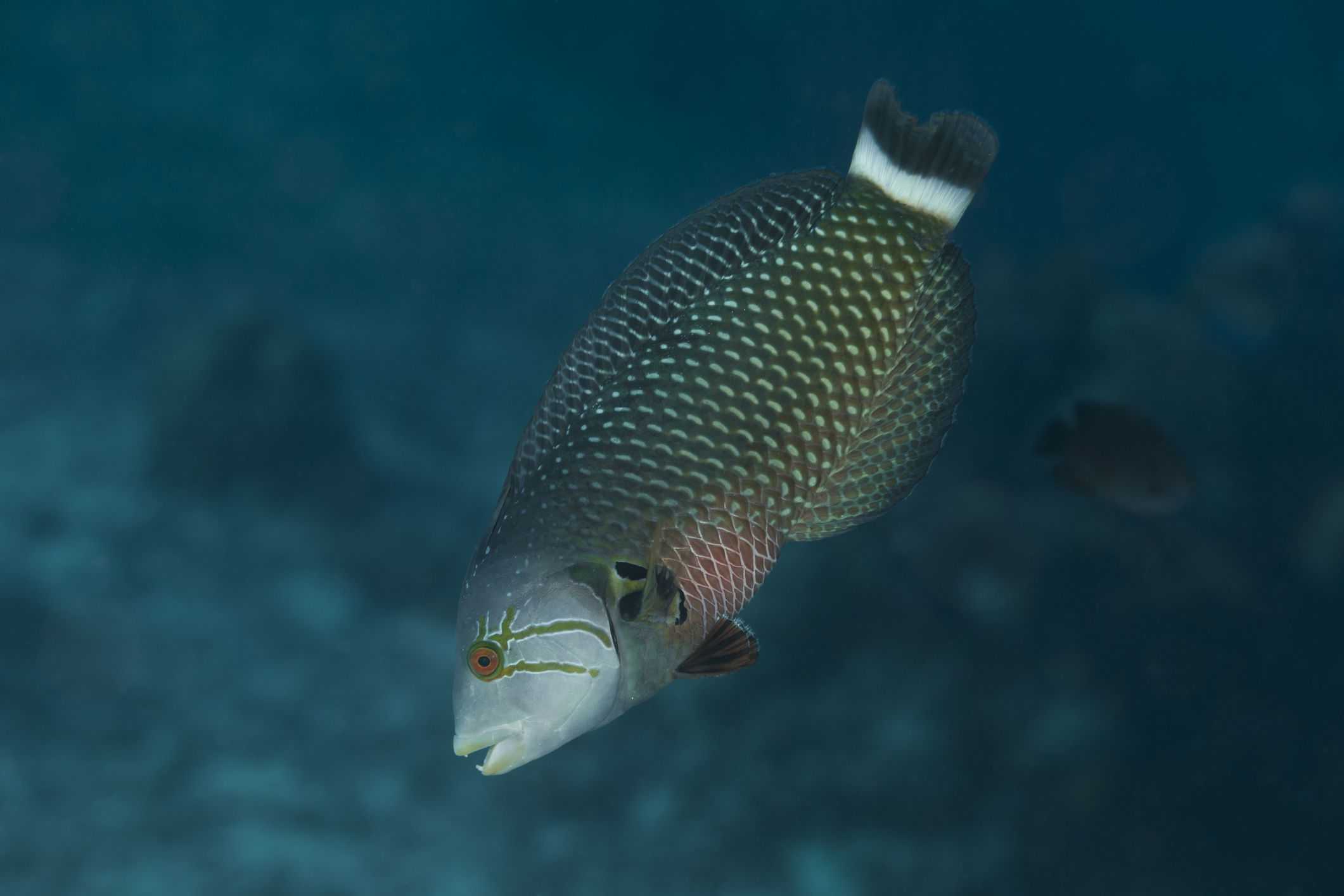 Бамбуковая акула с белыми пятнами - whitespotted bamboo shark - dev.abcdef.wiki