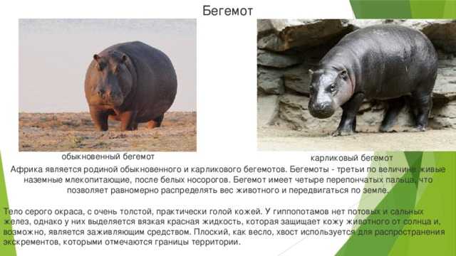Карликовый бегемот, маленький собрат гиппопотама