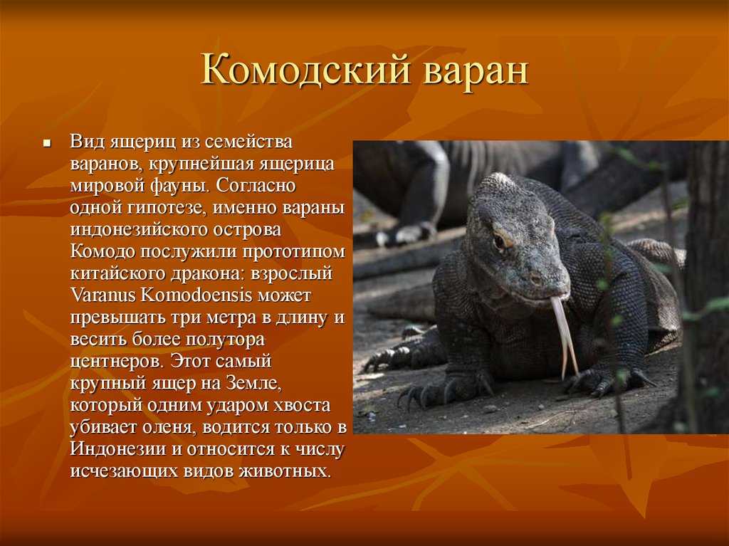 Как охотится варан. комодский варан - безумный зоолог