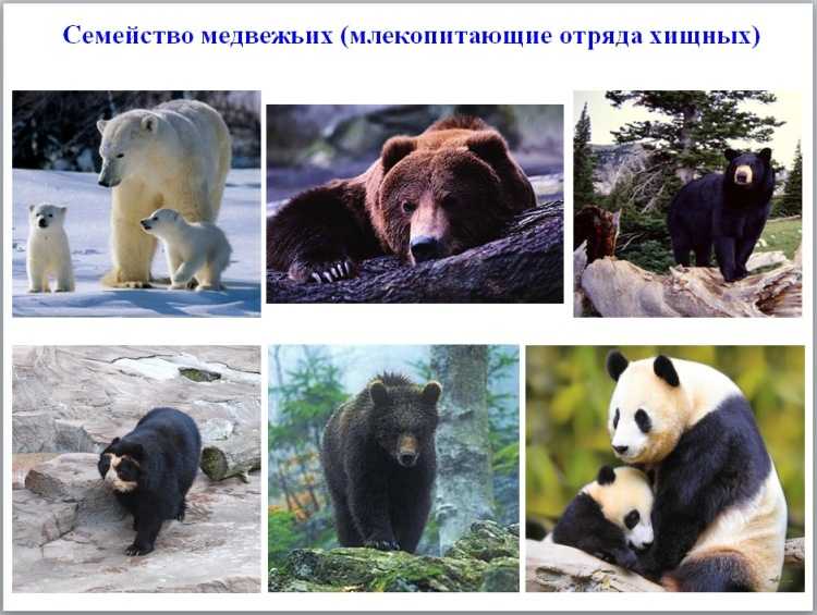 К какому семейству относятся медведи. сведения для охотников - truehunter.ru