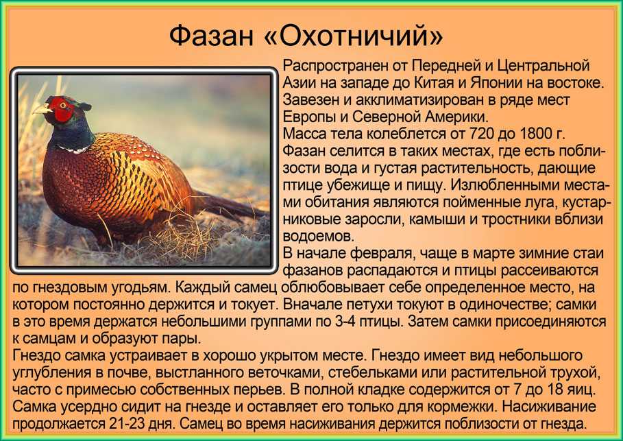 Синий ушастый фазан Crossoptilon auritum распространён в лесах центральной части Китая Это довольно крупная птица: в длину он достигает 95-97 см самки несколько мельче самцов Оперение у этого фазана необычного серо-голубого цвета