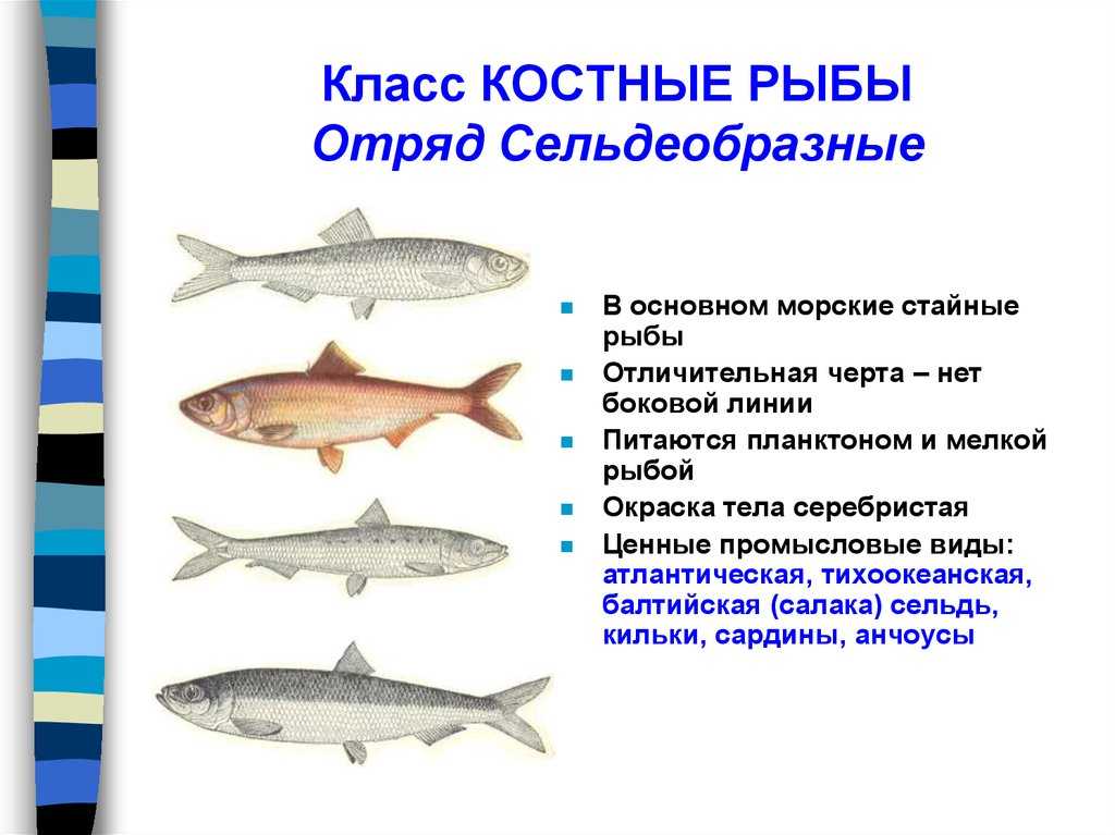 Костные рыбы