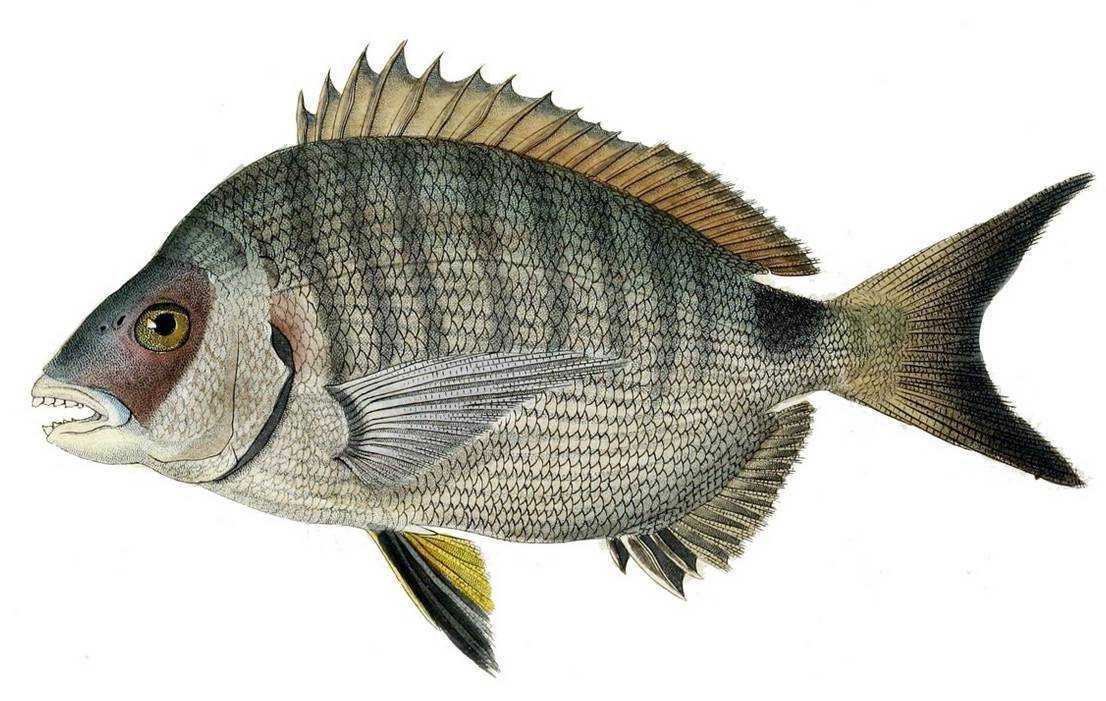 Спаровые или морские караси чёрного моря. семейство sparidae. сайт о животных. pilife
