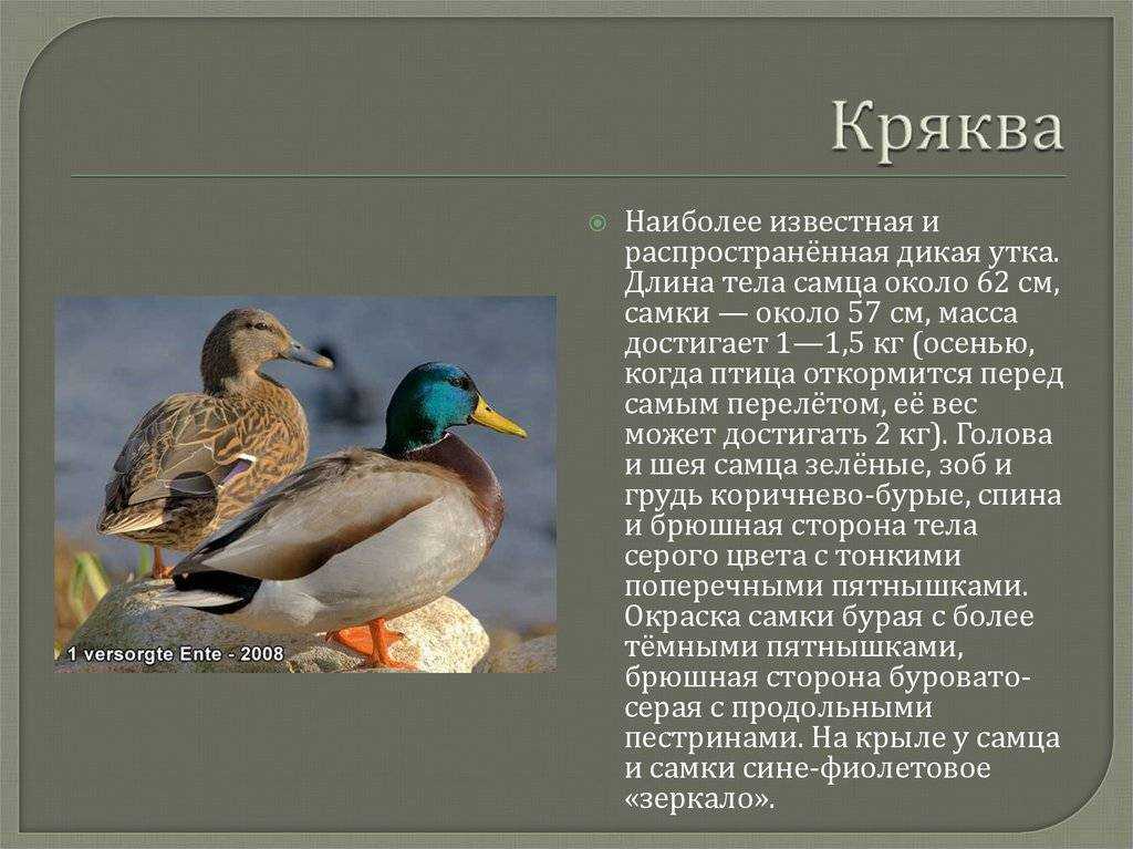 Большой крохаль