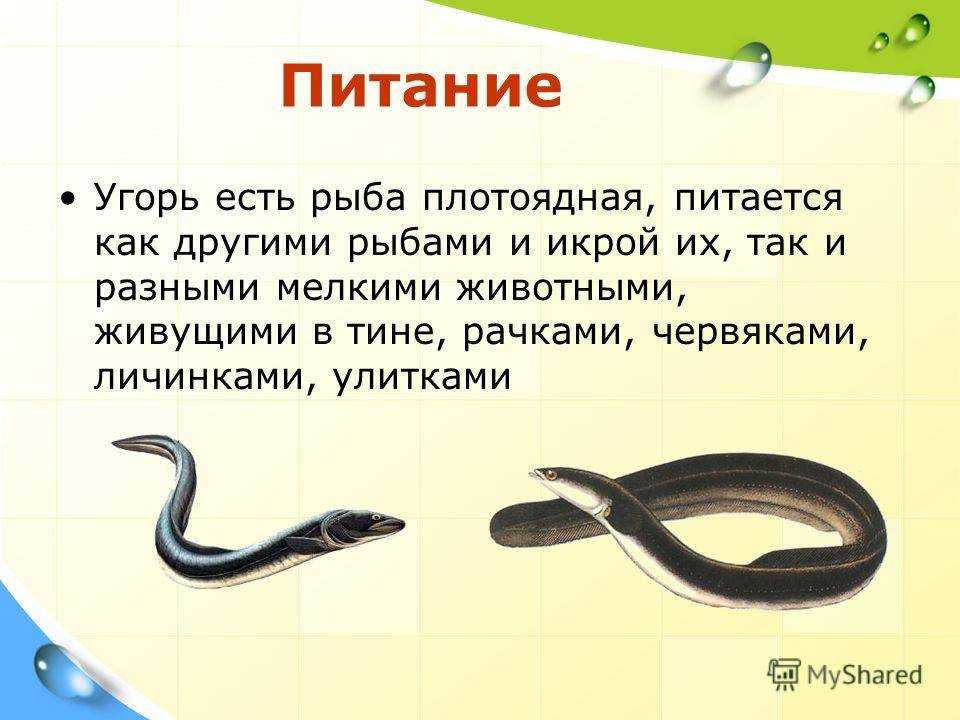 Макрогнатус глазчатый или колючий угорь