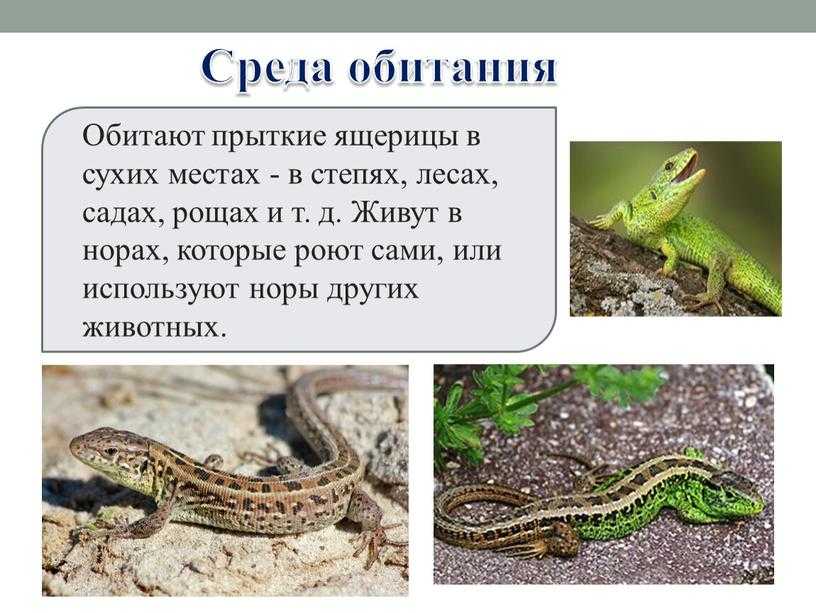 Ящерица: все самое интересно о ее повадках, внешнем виде, образе жизни