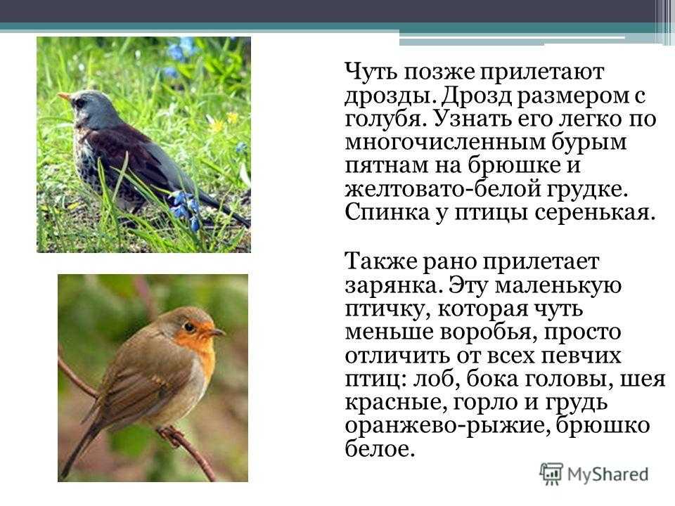 ᐈ птица дрозд: [описание и фото] самец и самка, как выглядит, виды, голос