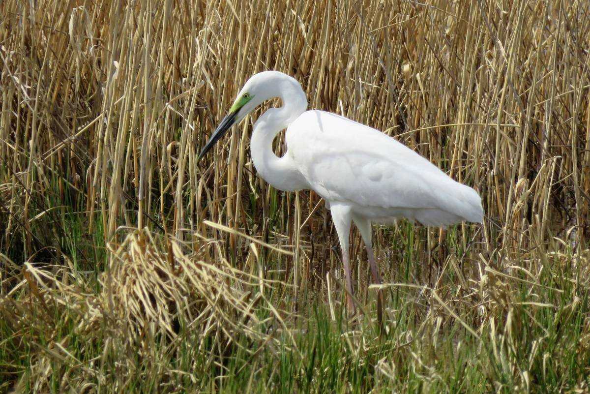 Средняя белая цапля egretta intermedia