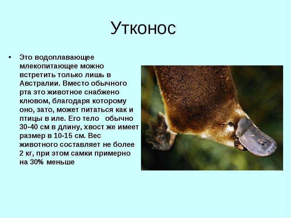 Двупалый ленивец хоффмана - википедия