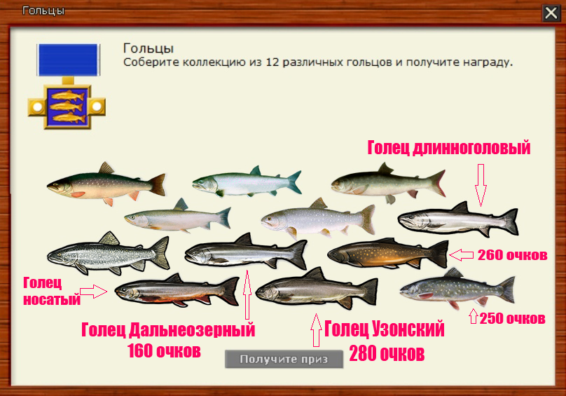 Ловля гольца: снасти на спиннинг для ловли арктического гольца на камчатке