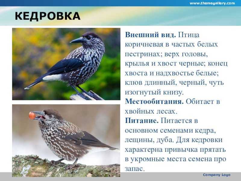 Дрозд рябинник птица. описание, особенности, образ жизни и среда обитания рябинника