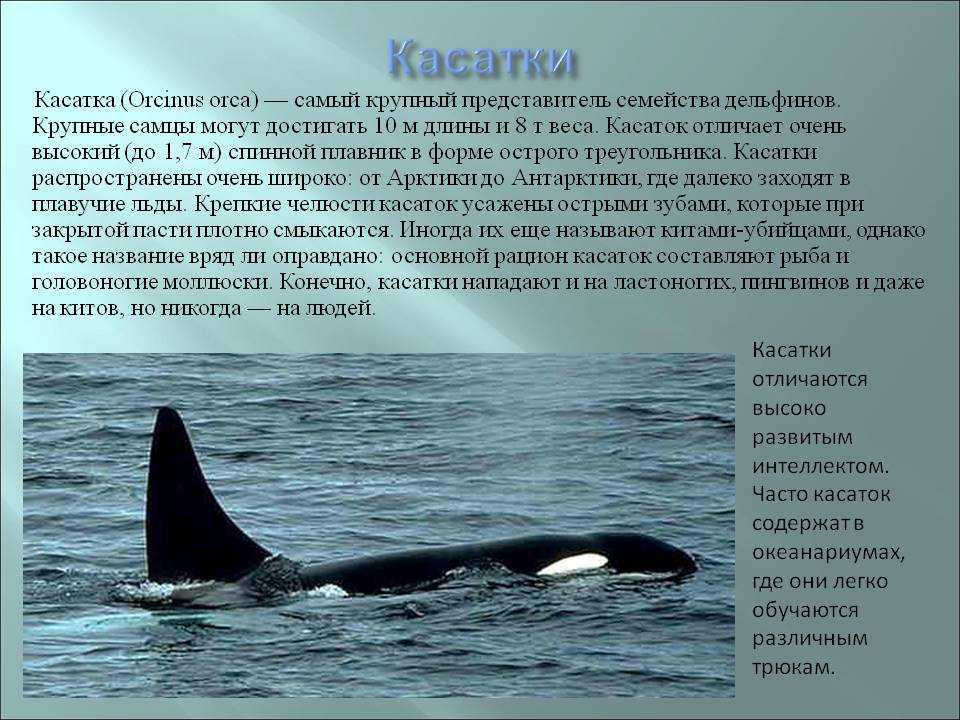 Кит – описание, виды, где обитает, чем питается, названия, фото