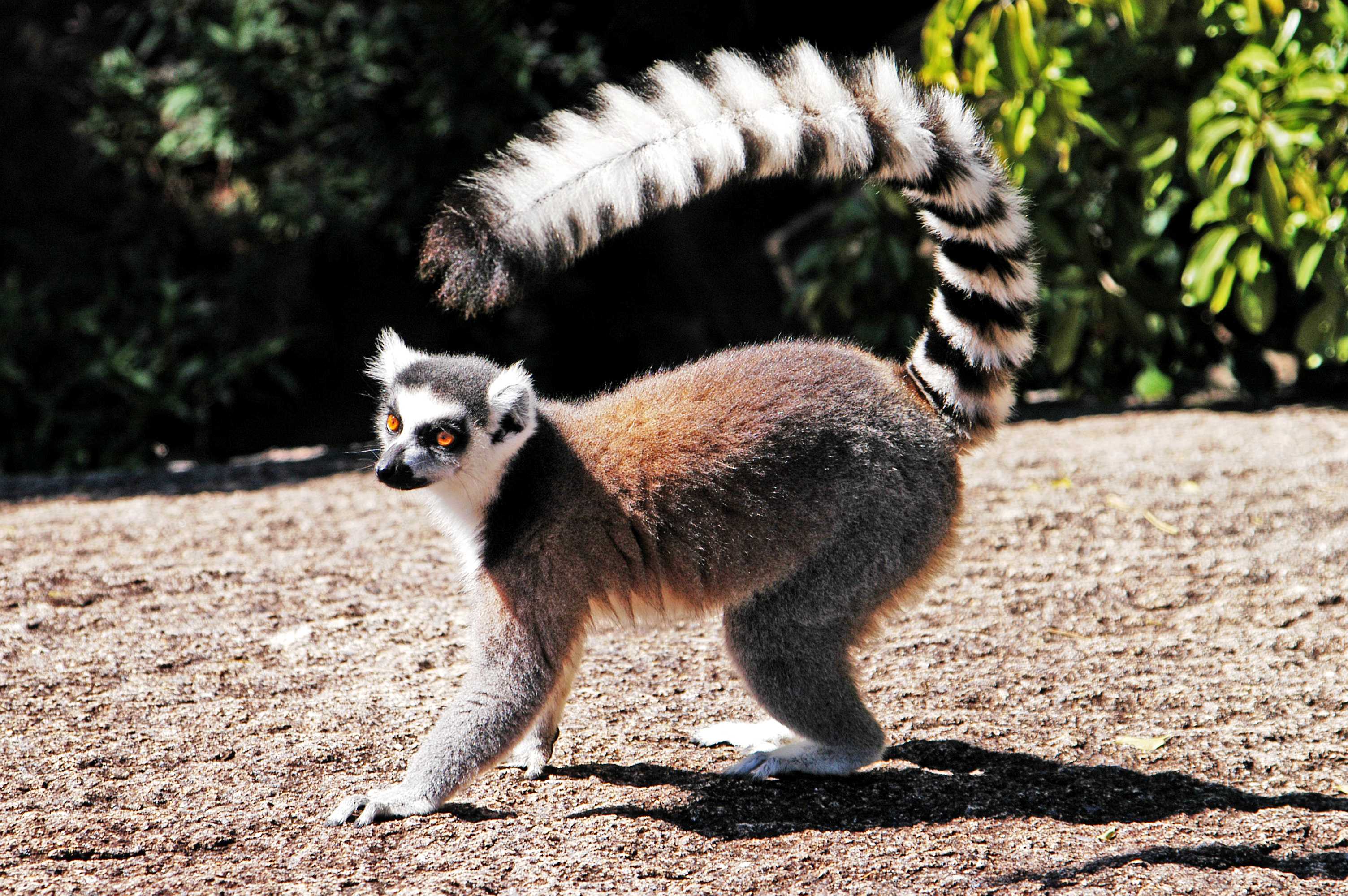 Кошачий лемур