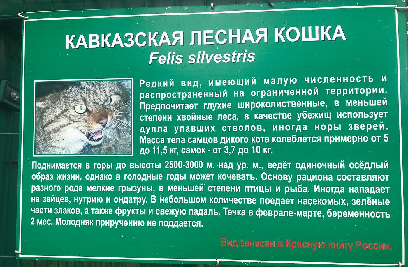 Камышовый кот фото описание, экстерьер, здоровье и содержание в неволе