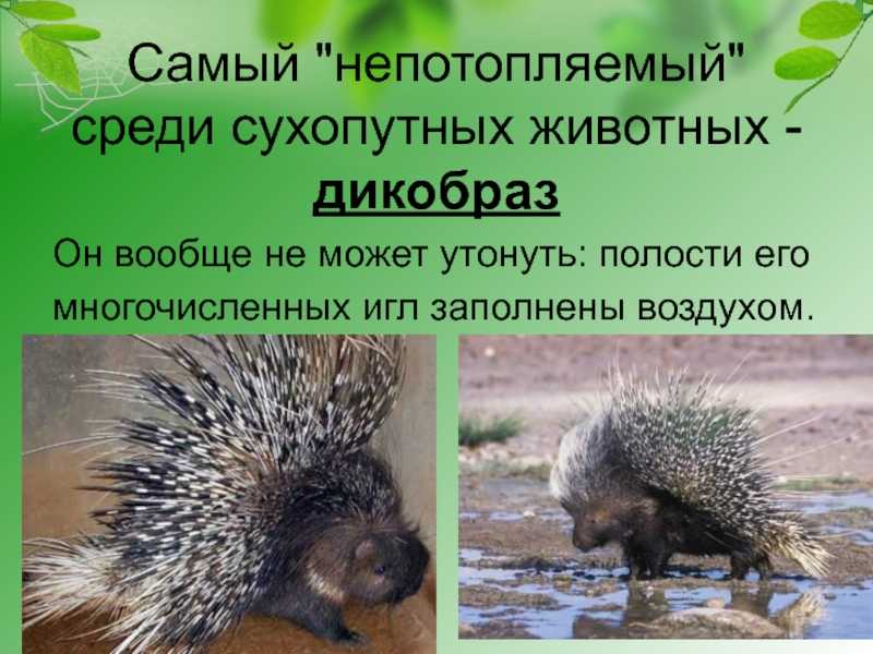 Индийский дикобраз | мир чудес