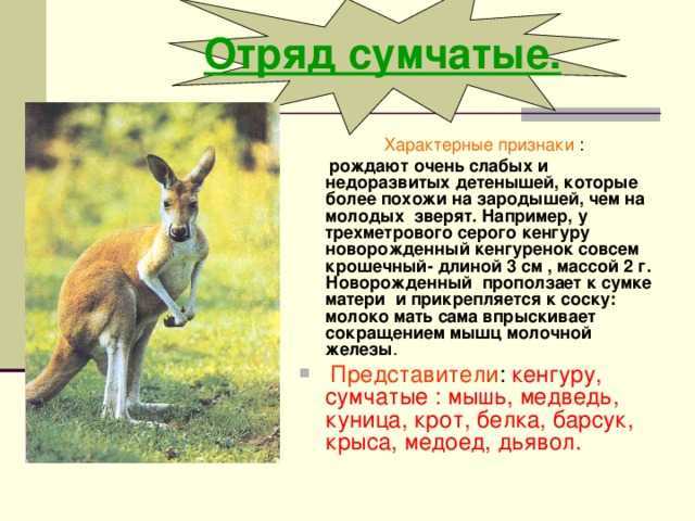 Интересные факты о кенгуру (с фото)