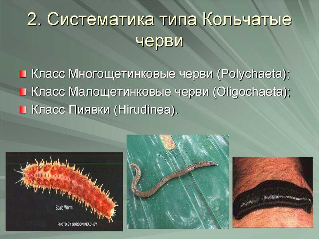 Кольчатые черви: системы органов, регенерация и значение в природе