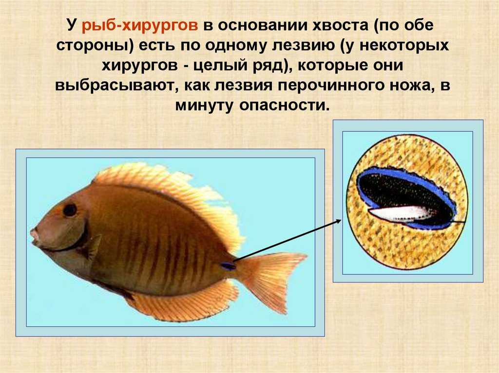 Рыба хирург: описание и разновидности, условия содержания, ухода и размножения