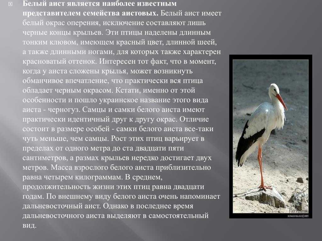 Аистовые. эволюция аистов. происхождение аистов
