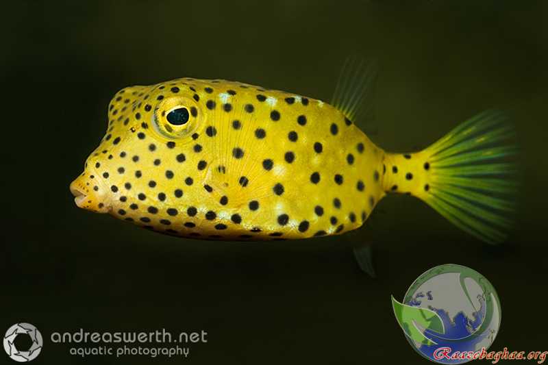 Кузовок кубик (ostracion cubicus) » домашний аквариум