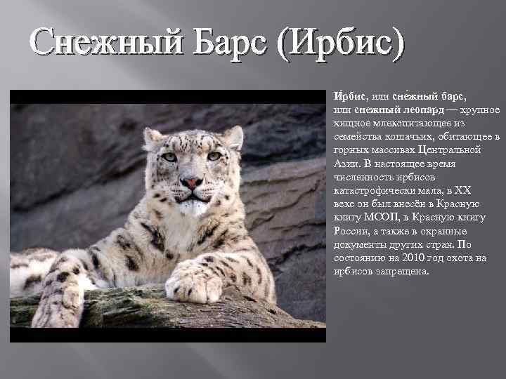 Доклад на тему снежный барс ирбис сообщение 2, 3, 4, 5 класс