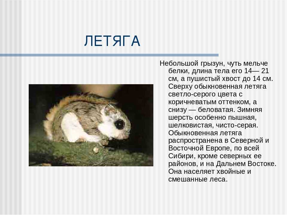 Белка