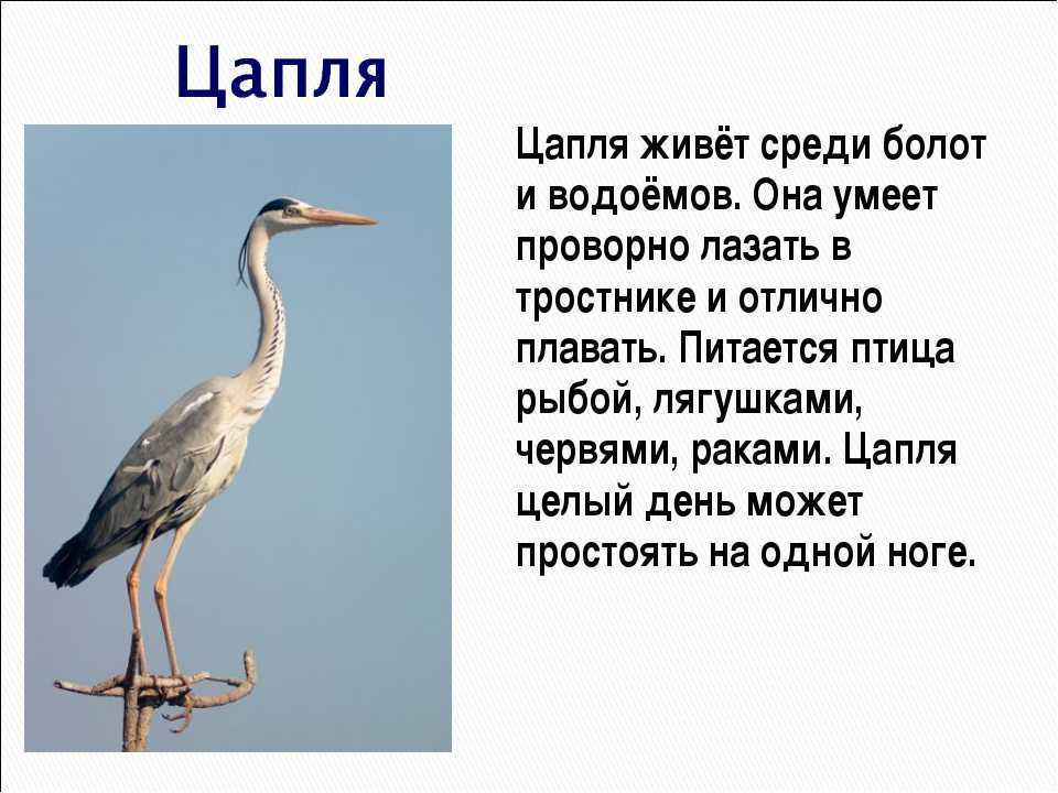 Серая цапля - необычный хищник болот, описание и фотографии птицы | я - краевед