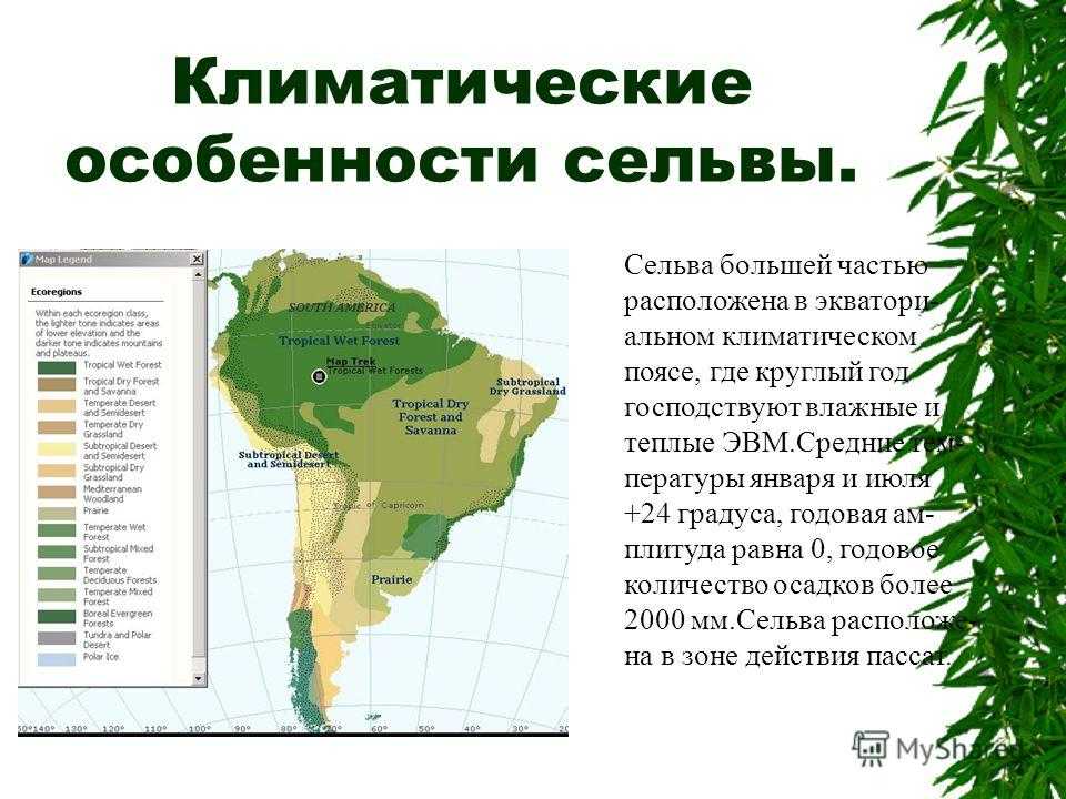 Топ 5 самых опасных змей с фото и описанием