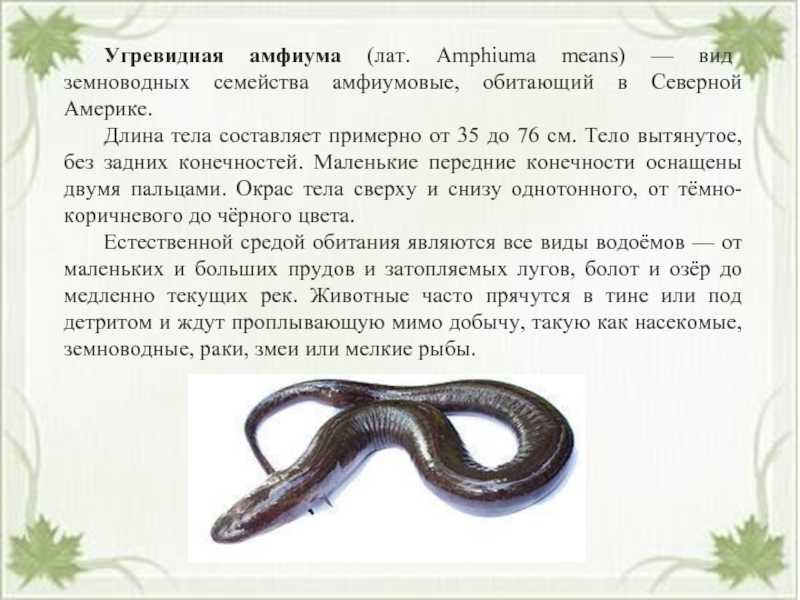 Тритоны угря - abcdef.wiki
