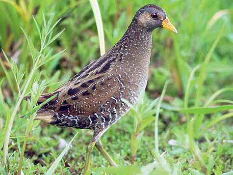 Семейство пастушковые rallidae