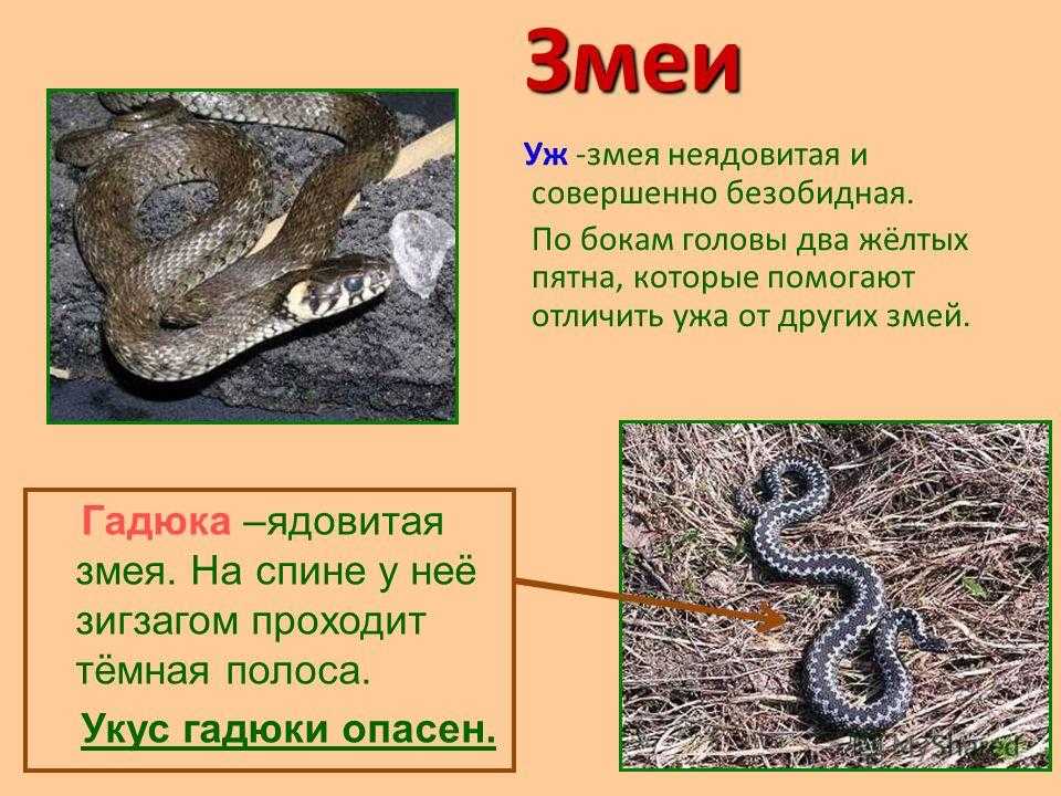 Медянка обыкновенная: описание вида ужеобразных змей, ареал, образ жизни, фото