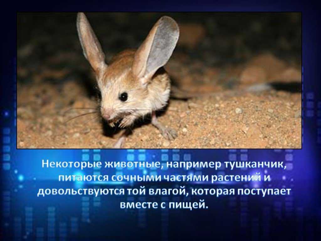 Большой тушканчик (земляной заяц) из красной книги