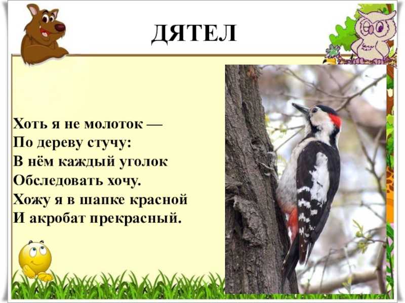 Е.д.краснова. большой пестрый дятел