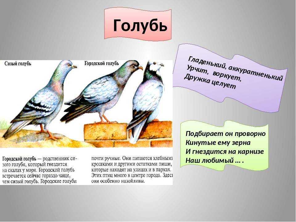 Columba livia или сизый голубь