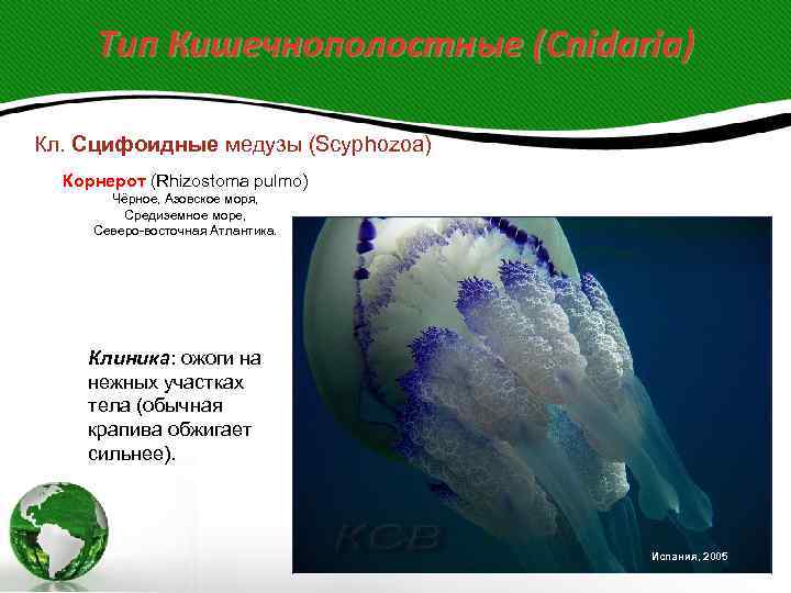 Прекрасные и опасные - медузы