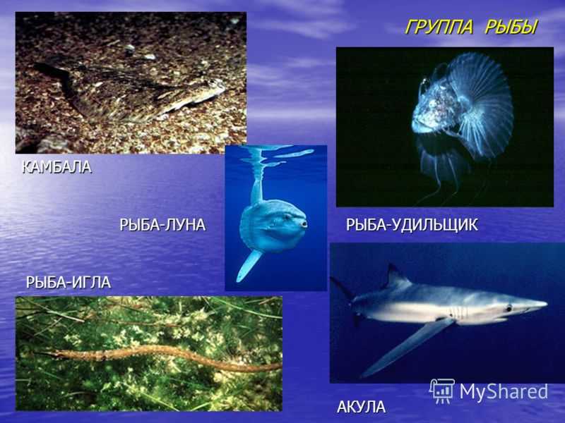 Представители группы рыбы 3. Группа животных рыбы. Рыбы примеры животных. Группа животных рыбы примеры. Представители группы рыбы.