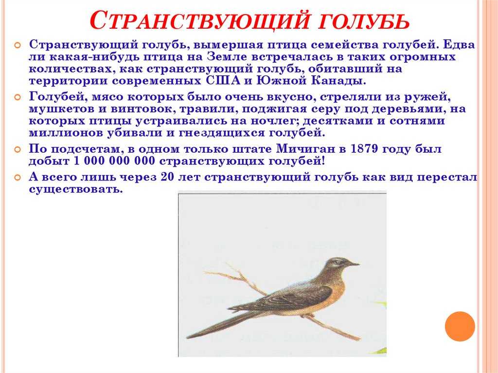 Большой серый голубь. вяхирь (вихирь) или витютень. что за птица?