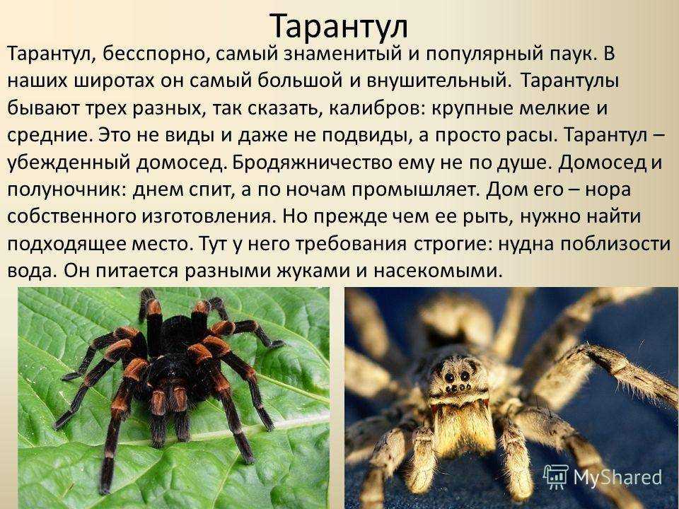 Чилийский розовый птицеед (описание, содержание, питание)