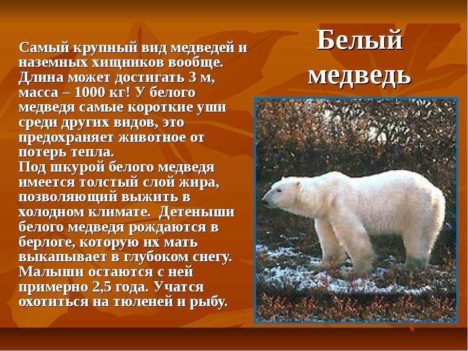 Бурый медведь (обыкновенный)