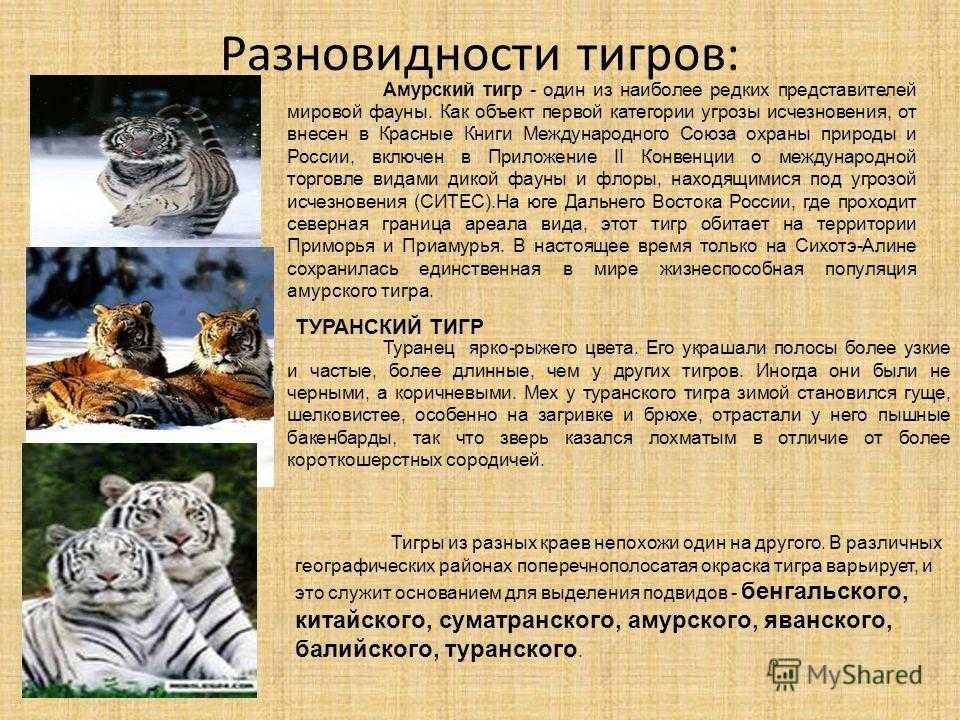 Тигр:виды,размножение,питание,поведение,фото,видео,описание,враги,популяция