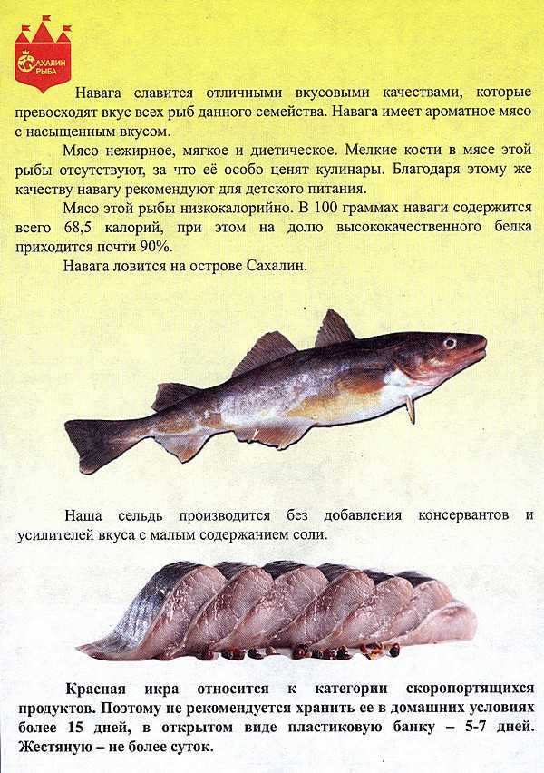 Лососевые рыбы - список с фото и названиями | рыбы семейства лососевых