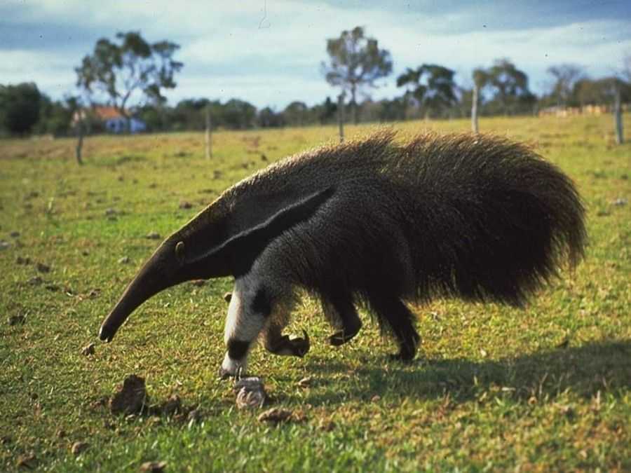 Лысые уакари Cacajao calvus — самые крупные представители семейства Саковых, они достигают длины от 54 до 57 см и веса от 2,9 до 3,5 кг Особенностью его облика является безволосое плоское и широкое лицо, окрашенное в ярко-красный цвет