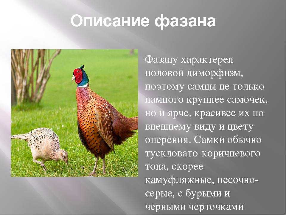 Сколько голов и ног у фазана. Фазан описание. Фазан курица. Внешний вид фазана. Фазан птица описание.