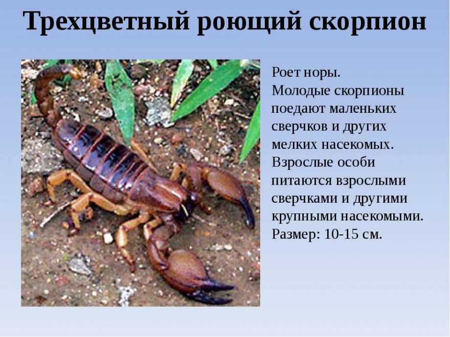 15 примеров и типов скорпионов: факты, которые вы должны знать! -